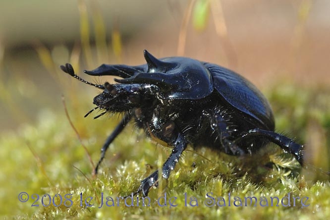 Minotaure (Typhaeus typhoeus) mâle au Jardin de la Salamandre en Dordogne