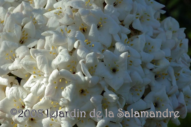 Viburnum carlesii au Jardin de la Salamandre au Jardin de la Salamandre en Dordogne