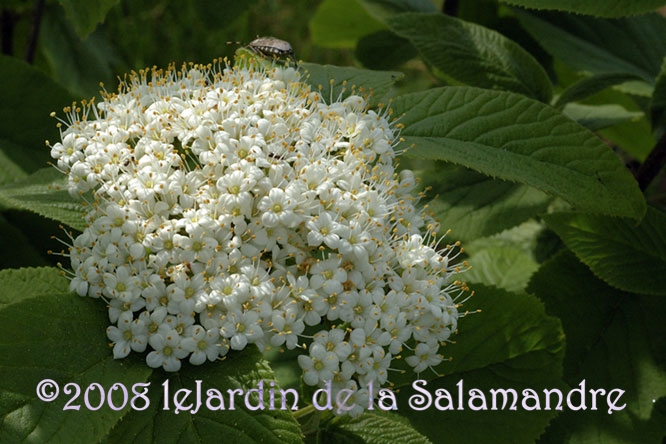 Viburnum corylifolium au Jardin de la Salamandre en Dordogne