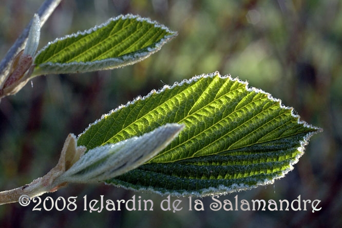 Viburnum corylifolium au Jardin de la Salamandre en Dordogne