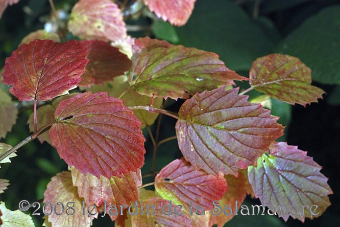 Viburnum dentatum 'White & Blue'  en automne au Jardin de la Salamandre en Dordogne