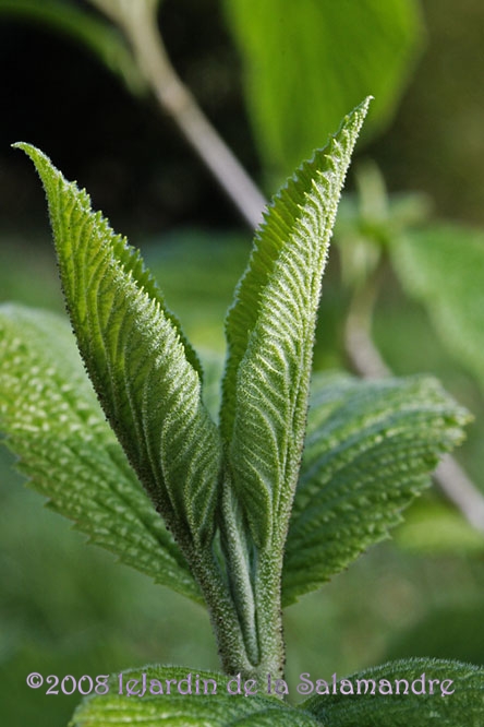 Viburnum furcatum au Jardin de la Salamandre en Dordogne