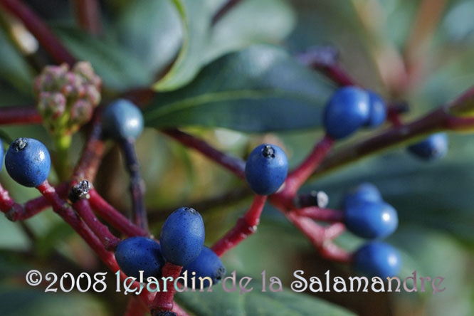 Viburnum globosum 'Jermyn's Globe' au Jardin de la Salamandre au Jardin de la Salamandre en Dordogne