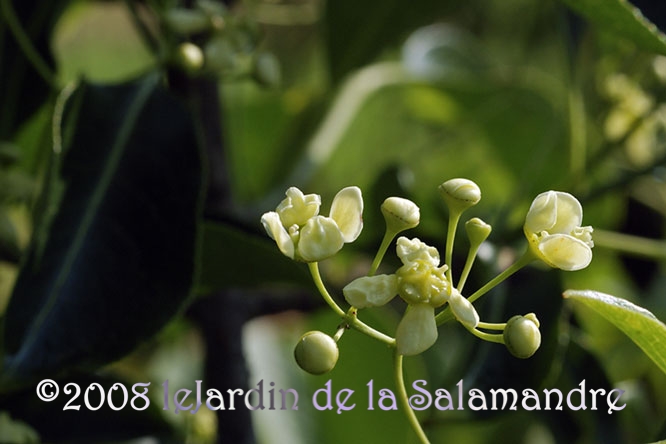 Viburnum odoratissimum au Jardin de la Salamandre en Dordogne