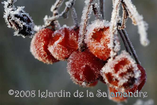 Viburnum opulus au Jardin de la Salamandre au Jardin de la Salamandre en Dordogne