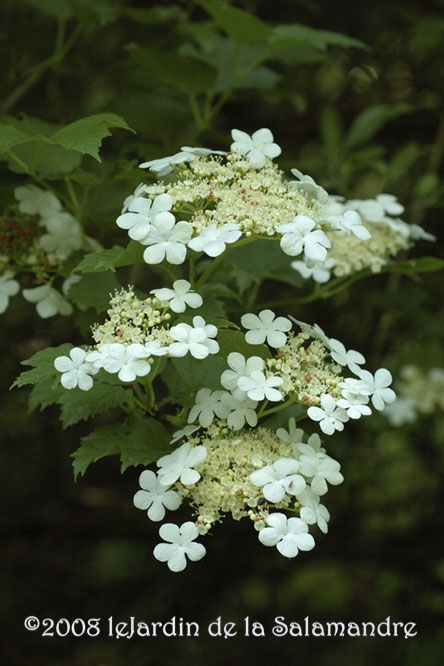 Viburnum opulus au Jardin de la Salamandre en Dordogne