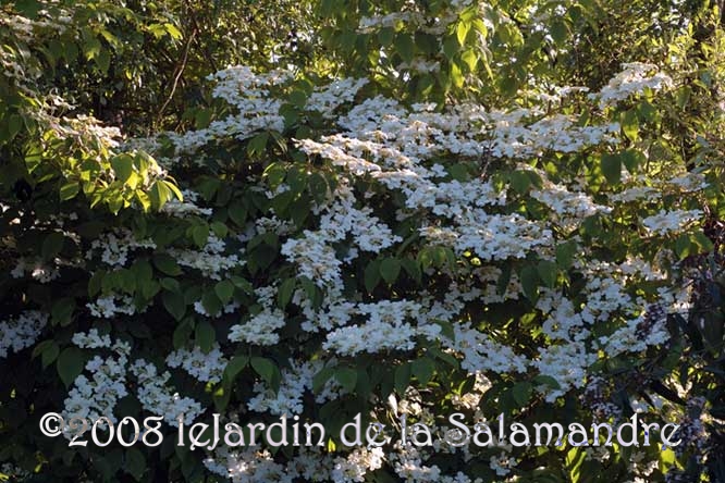 Lonicera x brownii 'Yellow Trumpet' au Jardin de la Salamandre en Dordogne