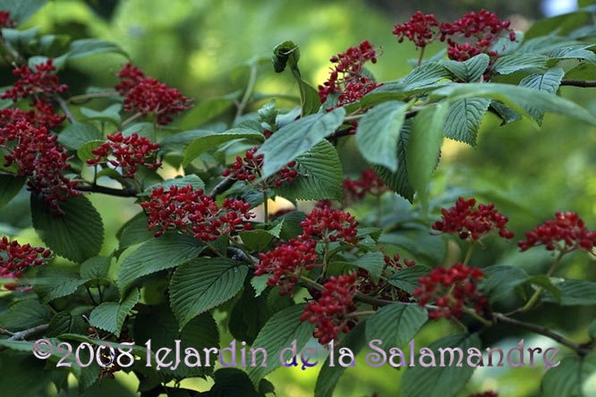 Viburnum plicatum 'Shasta' (viorne) au Jardin de la Salamandre en Dordogne