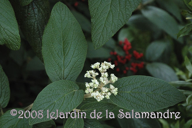 Viburnum rhytidophylloides (viorne) au Jardin de la Salamandre en Dordogne