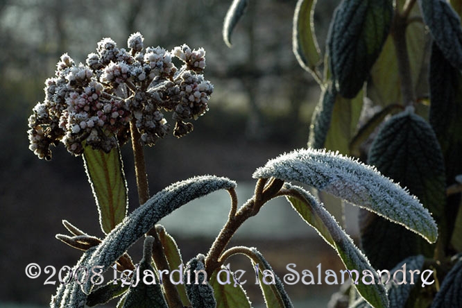 Viburnum rhytidophyllum au Jardin de la Salamandre en Dordogne