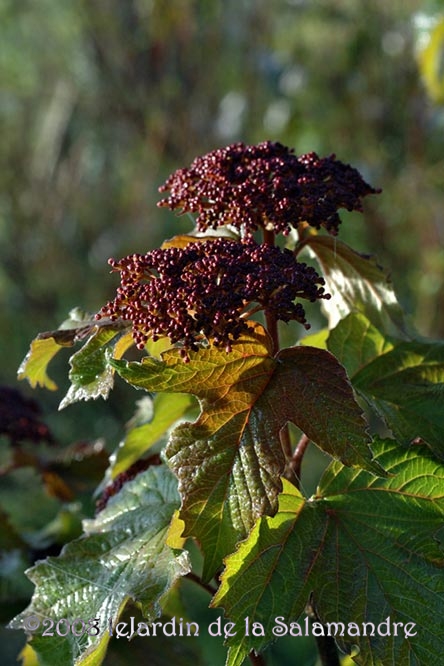 Viburnum sargentii 'Onondaga' au Jardin de la Salamandre en Dordogne