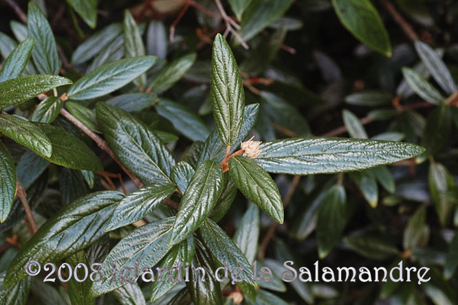 Viburnum x pragense au Jardin de la Salamandre en Dordogne