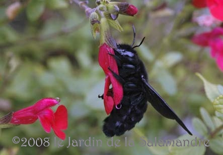 Abeille charpentière (Xylocopa violacea) au Jardin de la Salamandre en Dordogne