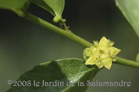 Zizyphus 'Lang' au Jardin de la Salamandre en Dordogne