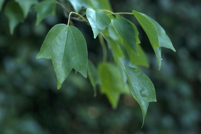 Acer buergerianum 2 au Jardin de la Salamandre en Dordogne