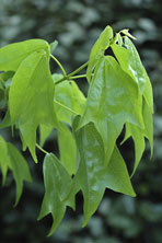 Acer buergerianum au Jardin de la Salamandre en Dordogne 