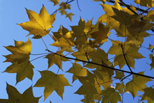 Acer cappadocicum au Jardin de la Salamandre en Dordogne