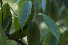 Acer carpinifolium au Jardin de la Salamandre en Dordogne