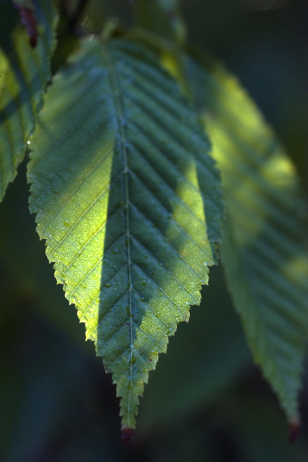 Acer carpinifolium 2 au Jardin de la Salamandre en Dordogne