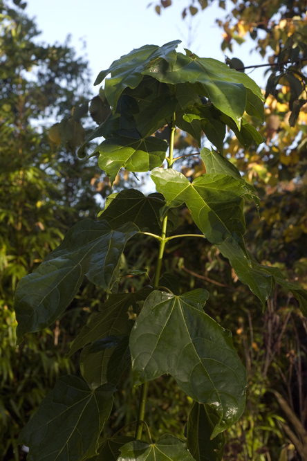 Acer catalpifolium au Jardin de la Salamandre en Dordogne