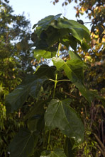 Acer catalpifolium au Jardin de la Salamandre en Dordogne