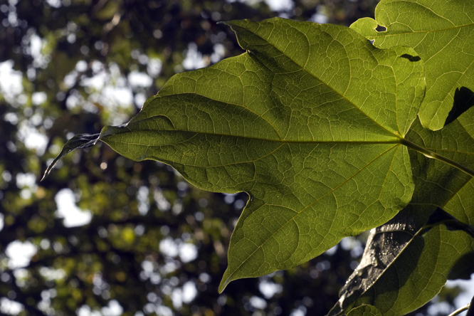 Acer catalpifolium 2 au Jardin de la Salamandre en Dordogne