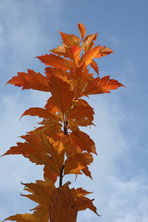 Acer henryi au Jardin de la Salamandre en Dordogne