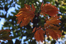 Acer  japonicum aconitifolium au Jardin de la Salamandre en Dordogne