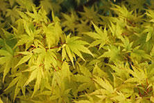 Acer palmatum 'Sengo Kaku' au Jardin de la Salamandre en Dordogne 