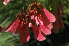 Acer tataricum ssp. ginnala au Jardin de la Salamandre en Dordogne 