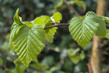 Betula ermanii au Jardin de la Salamandre en Dordogne