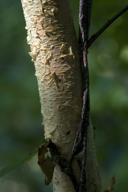 Betula nigra au Jardin de la Salamandre en Dordogne