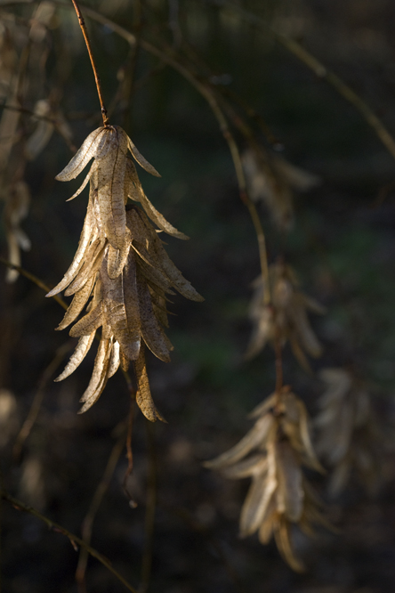 Carpinus betulus 'Pendula' au Jardin de la Salamandre en Dordogne