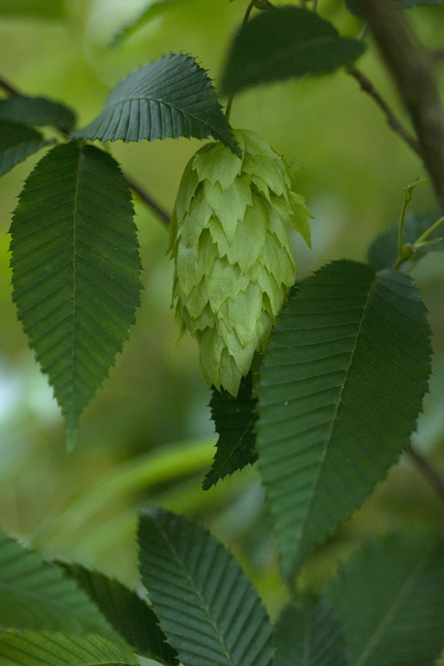 Carpinus japonica 2 au Jardin de la Salamandre en Dordogne