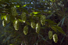 Carpinus japonica au Jardin de la Salamandre en Dordogne