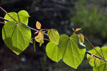 Cercidiphyllum japonicum au Jardin de la Salamandre en Dordogne