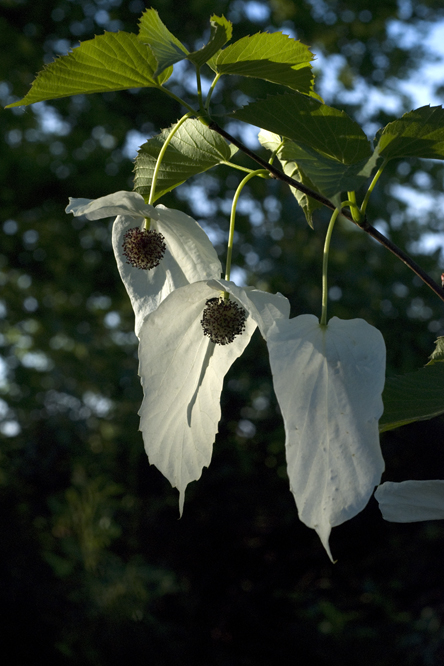 Davidia involucrata au Jardin de la Salamandre en Dordogne