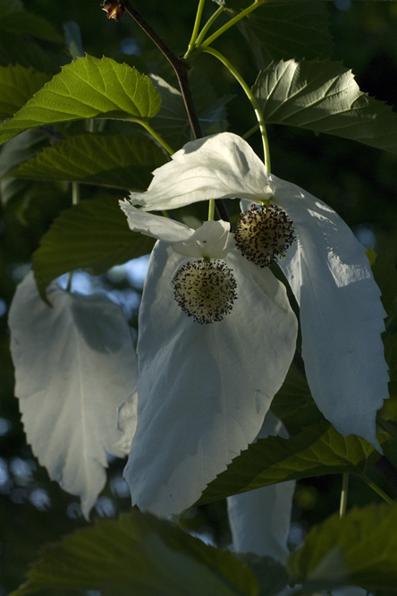 Davidia involucrata 2 au Jardin de la Salamandre en Dordogne