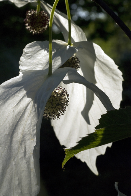 Davidia involucrata 3 au Jardin de la Salamandre en Dordogne