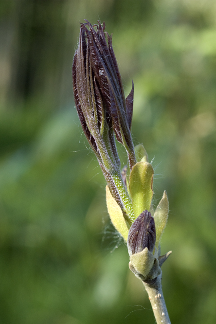 Fraxinus bungeana 2 au Jardin de la Salamandre en Dordogne