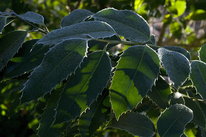 Ilex x koehneana 'Chestnut Leaf' au Jardin de la Salamandre en Dordogne