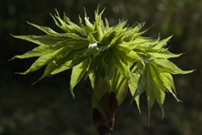 Kalopanax septemlobus au Jardin de la Salamandre en Dordogne