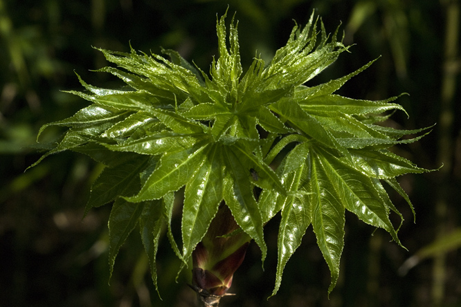 Kalopanax septemlobus au Jardin de la Salamandre en Dordogne