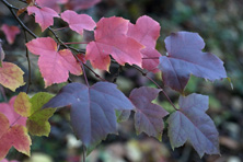 Liquidambar formosana au Jardin de la Salamandre en Dordogne