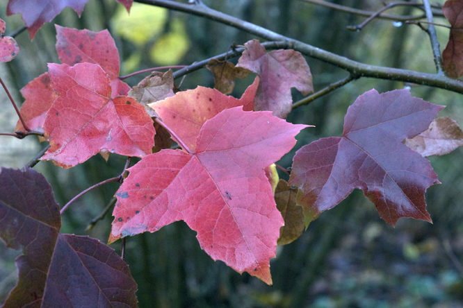 Liquidambar formosana 2 au Jardin de la Salamandre en Dordogne