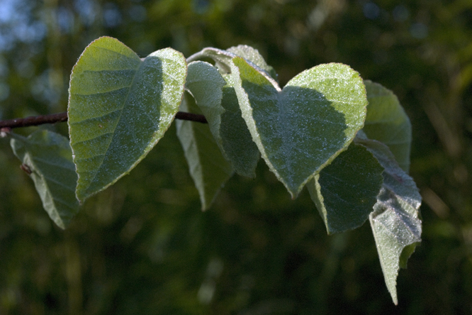 Malus tschonoskii au Jardin de la Salamandre en Dordogne