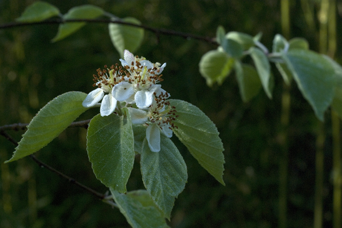 Malus tschonoskii 2 au Jardin de la Salamandre en Dordogne