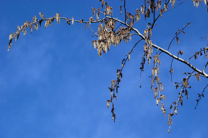 Populus tremula 'Pendula' au Jardin de la Salamandre en Dordogne