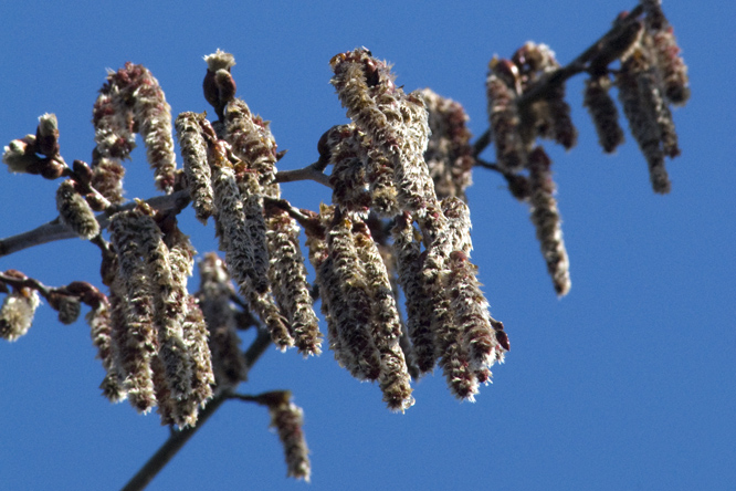 Populus tremula 'Pendula' 2 au Jardin de la Salamandre en Dordogne