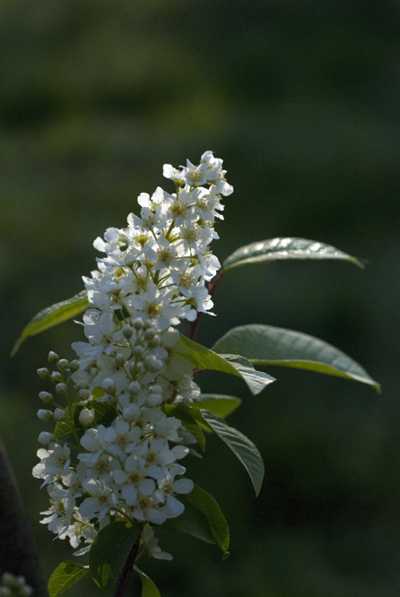 Prunus padus 2 au Jardin de la Salamandre en Dordogne